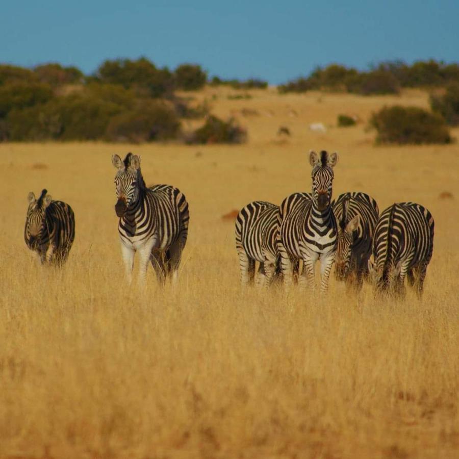 Letsatsi Game Lodge Smithfield Luaran gambar