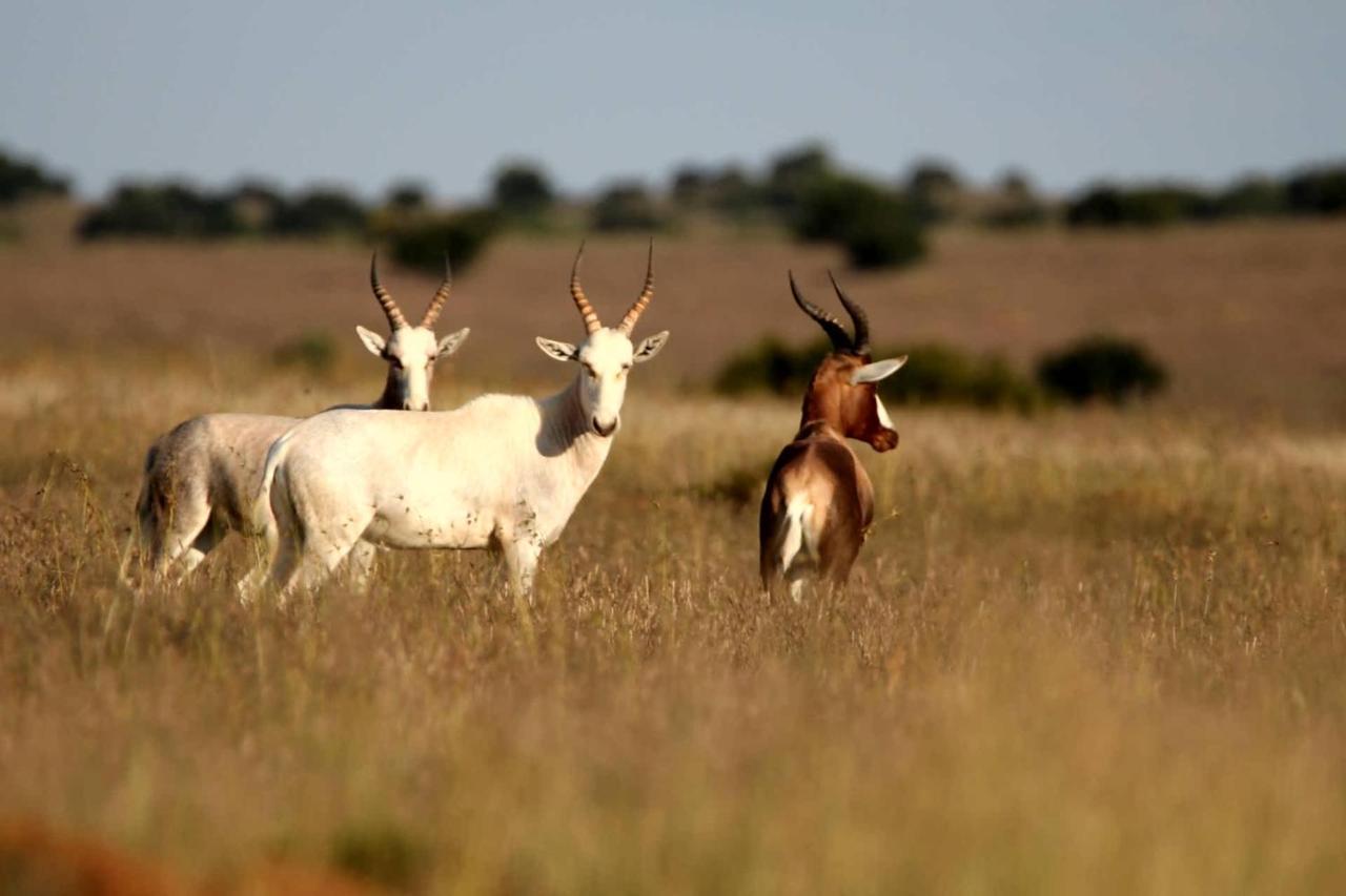 Letsatsi Game Lodge Smithfield Luaran gambar