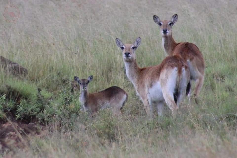 Letsatsi Game Lodge Smithfield Luaran gambar