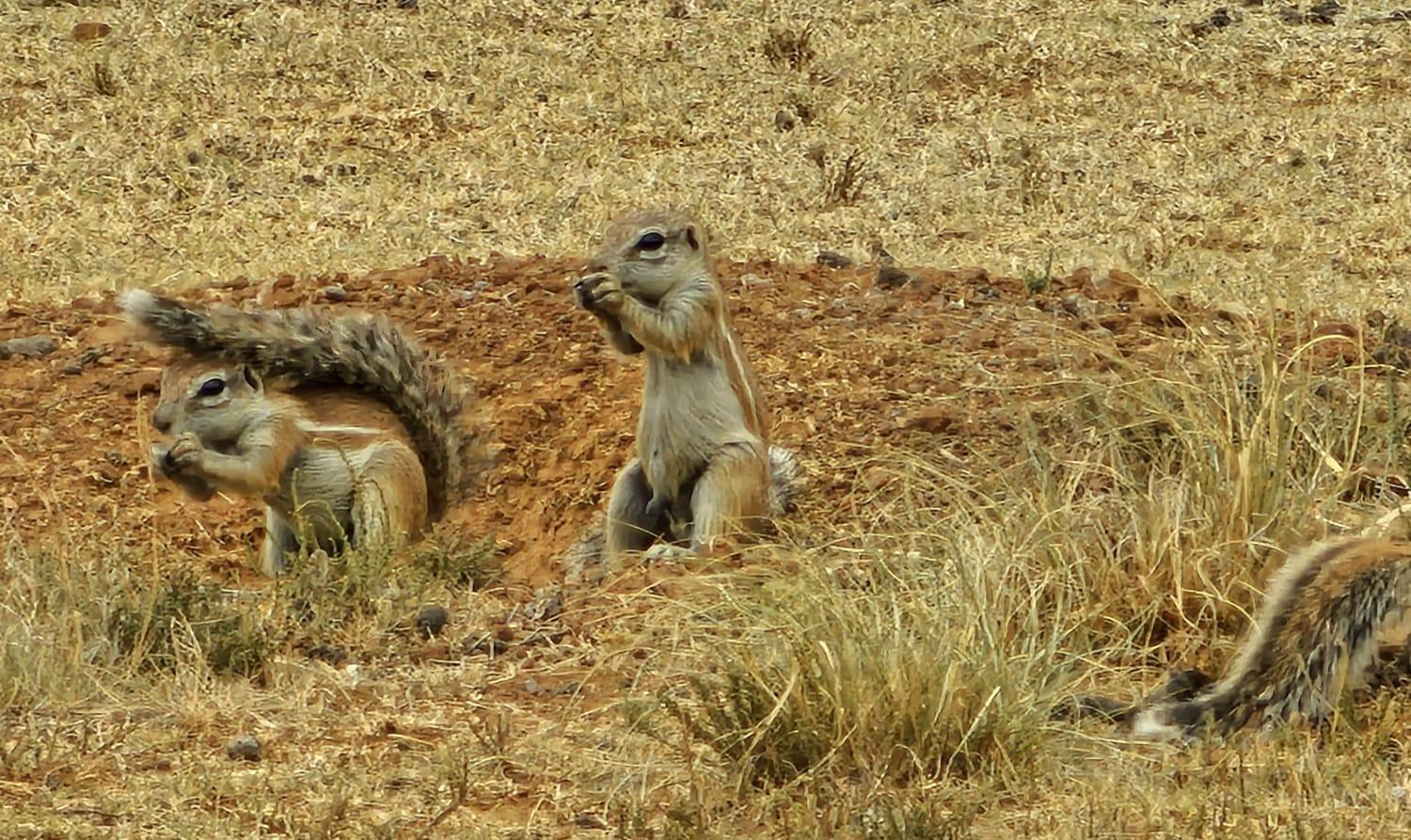 Letsatsi Game Lodge Smithfield Luaran gambar