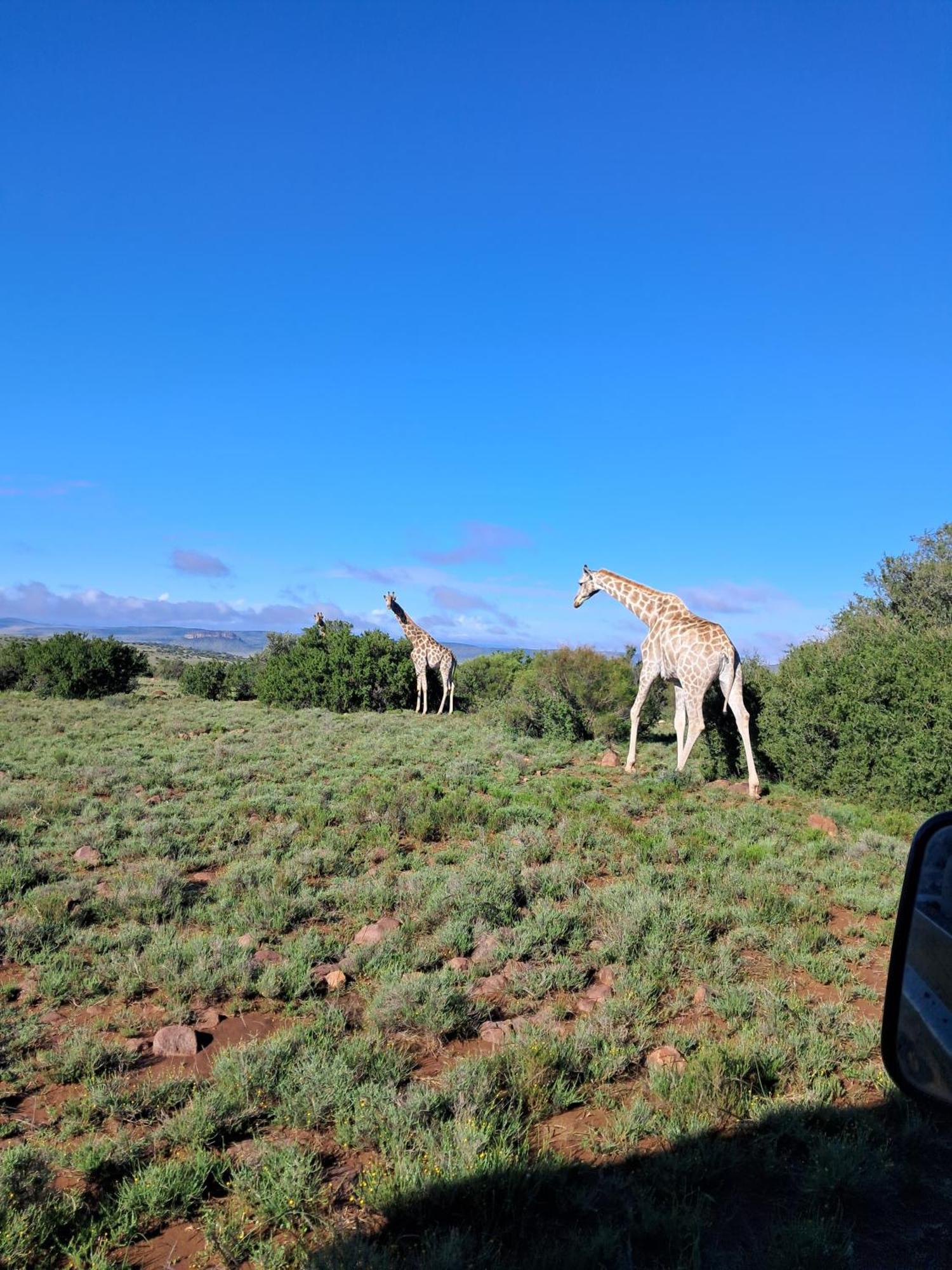 Letsatsi Game Lodge Smithfield Luaran gambar