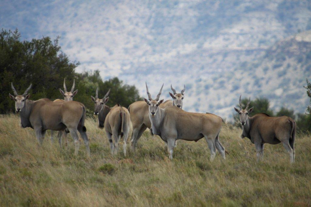 Letsatsi Game Lodge Smithfield Luaran gambar